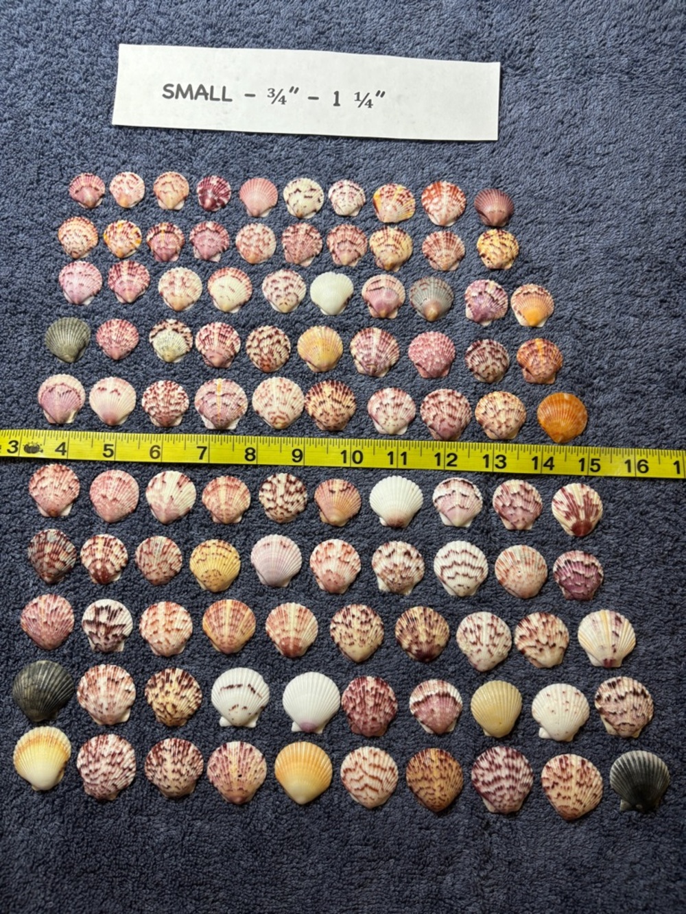 100 - Sanibel Island Scallop Seashell Collection - Small Size 3/4” - 1 1/4”.